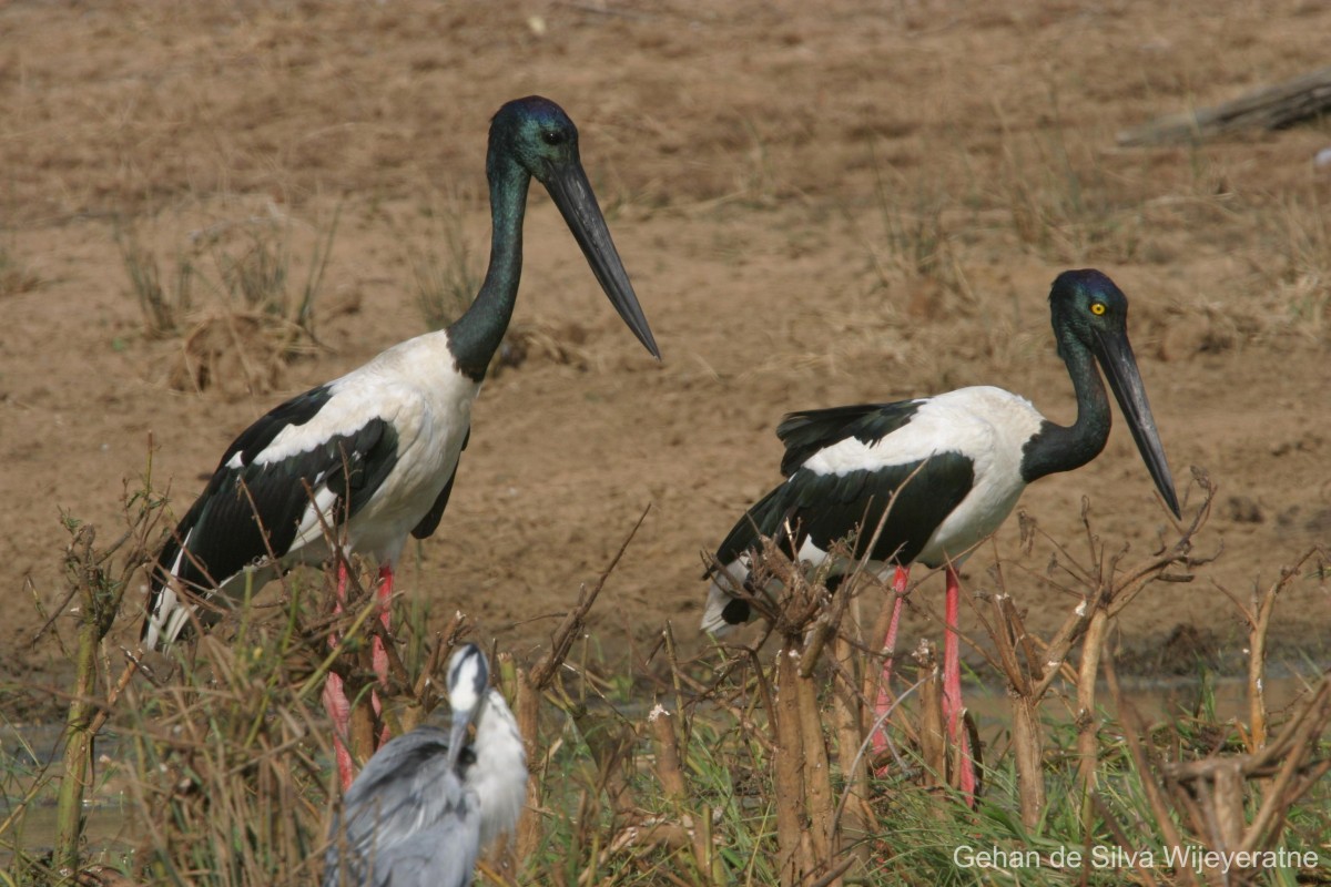 Ephippiorhynchus asiaticus Latham, 1790